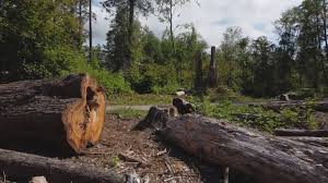 Reliable Liberty, IN Tree Removal Solutions