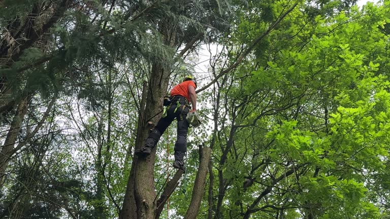 Best Tree Mulching  in Liberty, IN