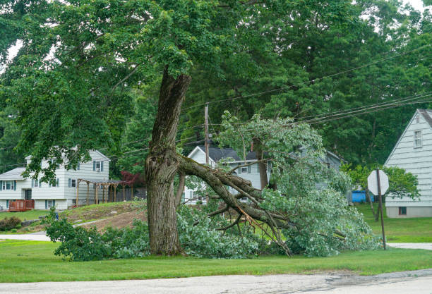 Best Tree Maintenance Programs  in Liberty, IN