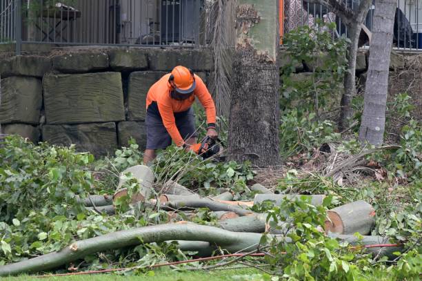 Professional Tree Removal in Liberty, IN